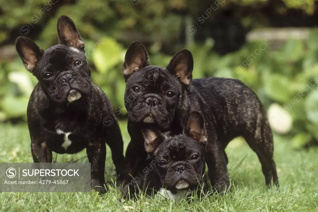 three French Bulldogs on meadow