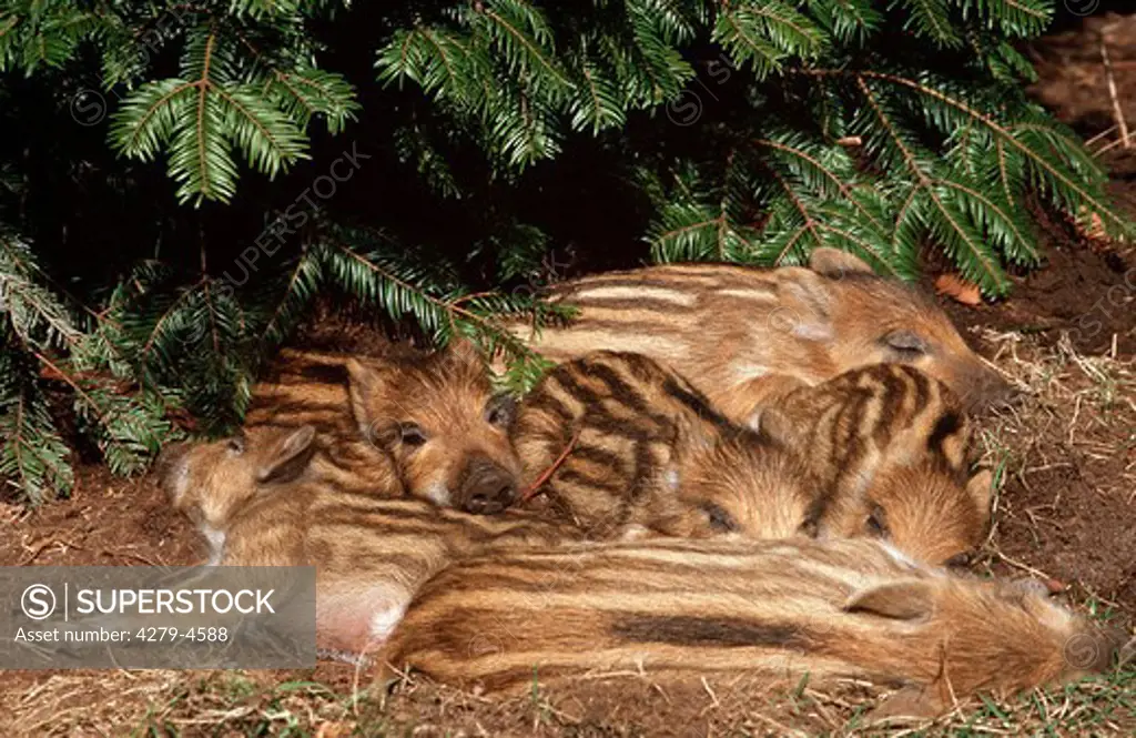 wild boar - cubs, Sus scrofa