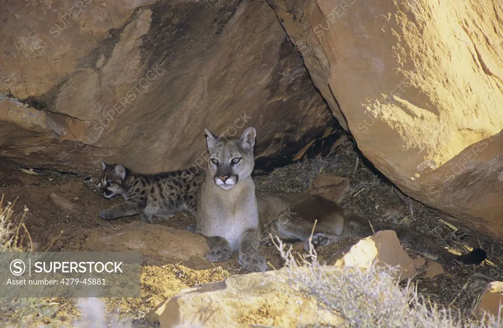 Felis concolor, Puma concolor, cougar, mountain lion