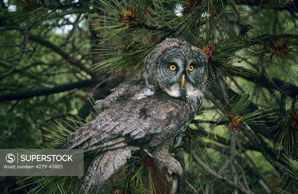 Strix nebulosa, great gray owl