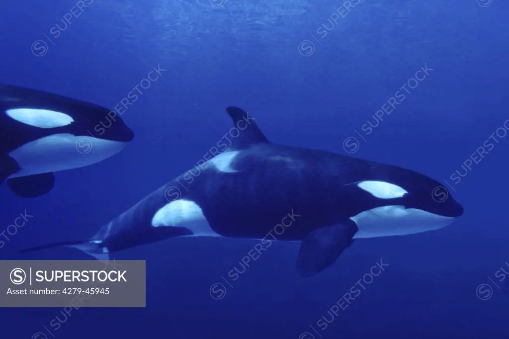 Orcinus orca, Killer whale