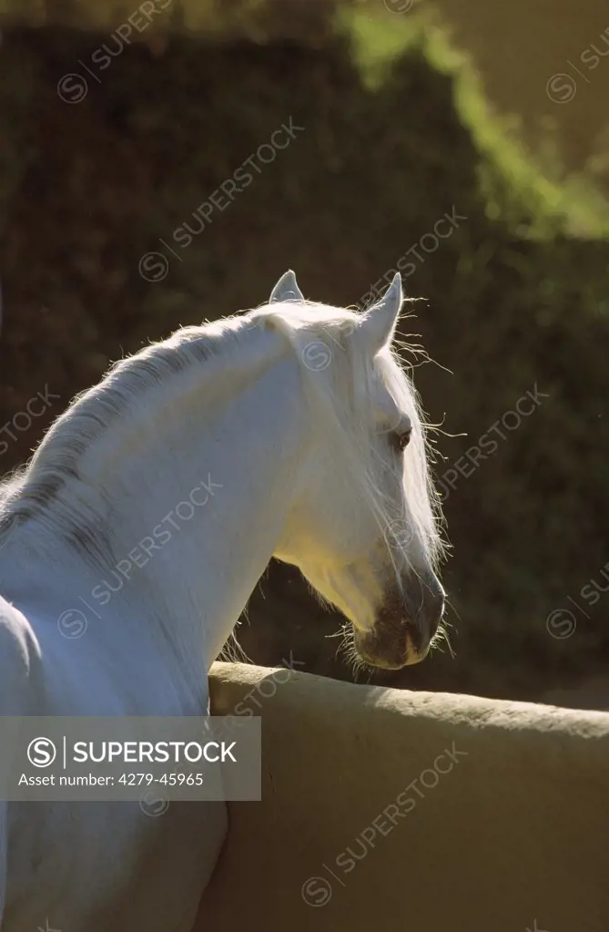 white Andalusian horse looking out a window