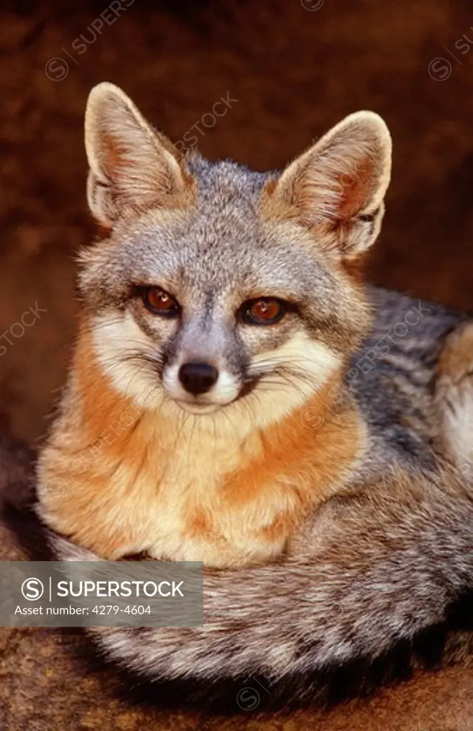 mainland gray fox, Urocyon cinereoargenteus