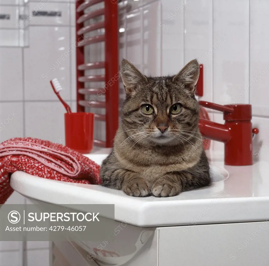 tabby domestic cat in wash-basin