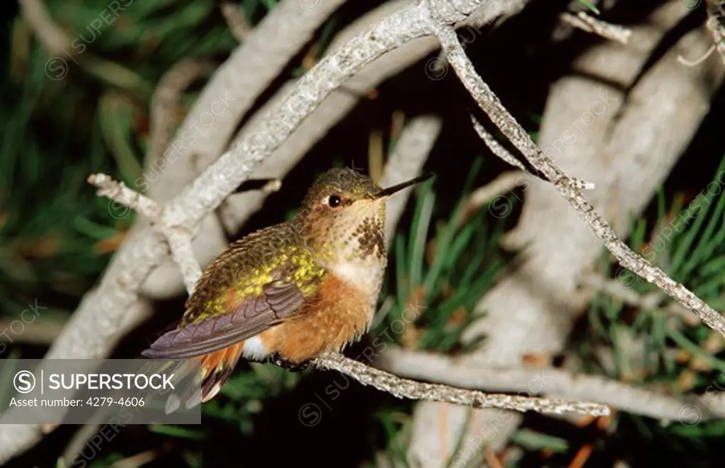 rufous hummingbird on branch, Selasphorus rufus
