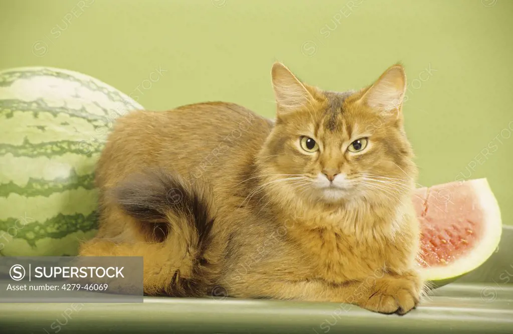 Somali Cat - lying in front of watermelons