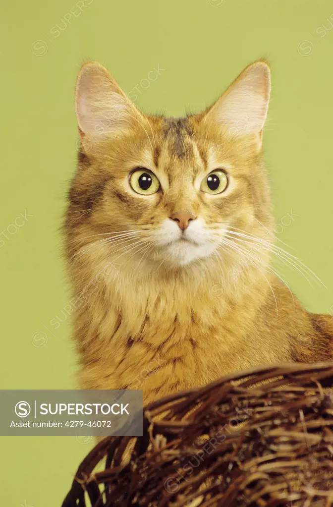 Somali Cat - portrait