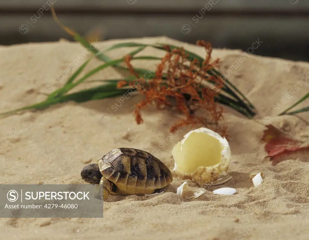 Hermanns tortoise, greek tortoise, testudo hermanni