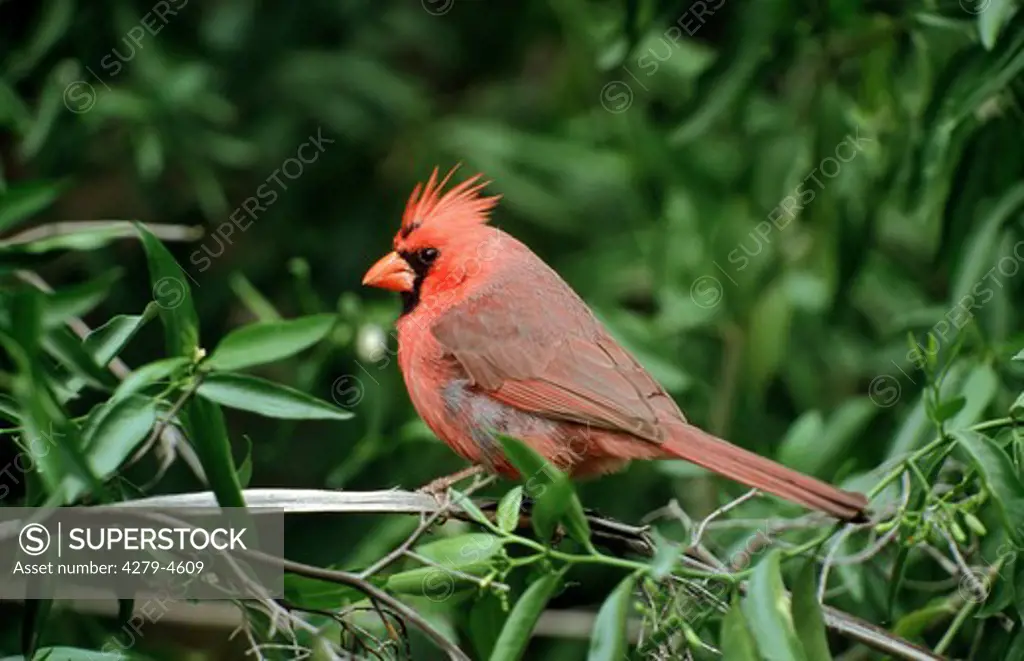 common cardinal, Cardinalis cardinalis