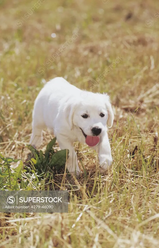 dog puppy on a meadow