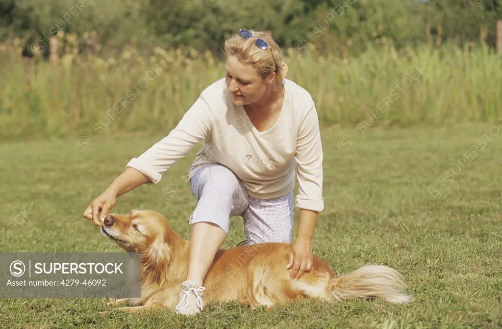 dog education : woman teaching dog to lay down - without leash