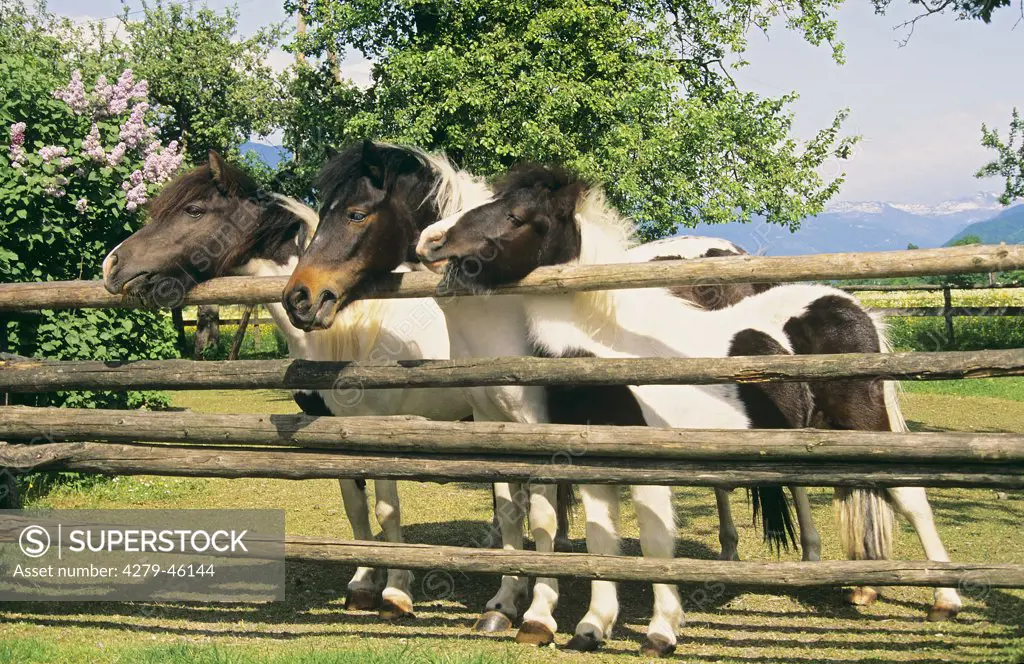 Shetland ponies - three, near the fence -