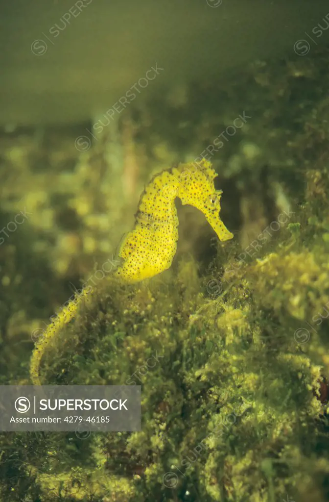 seahorse, hippocampus guttulatus