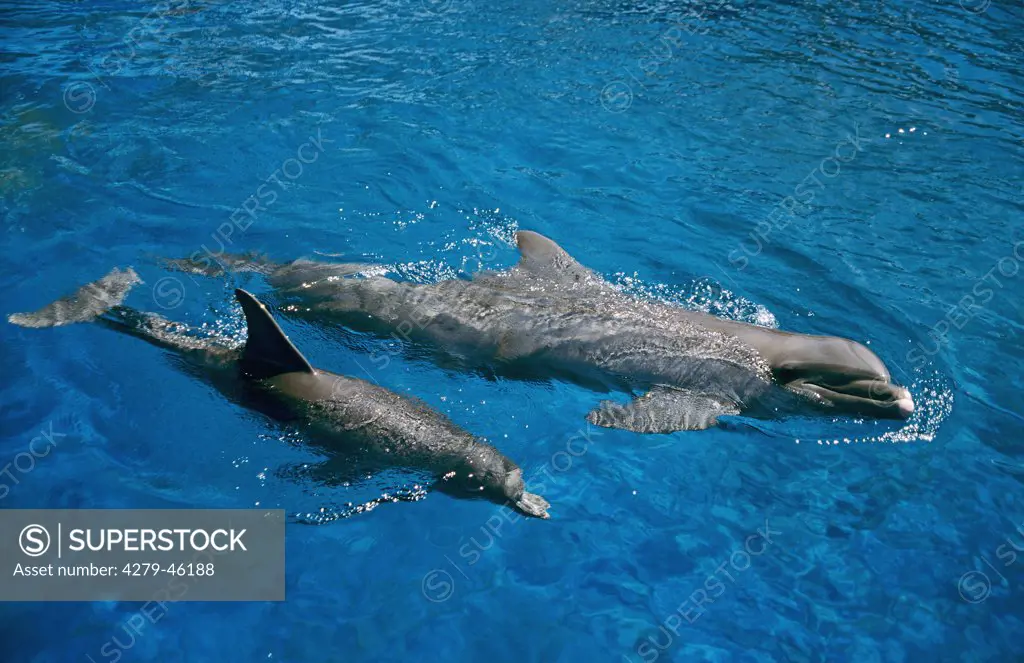 delphinus delphis, common dolphin