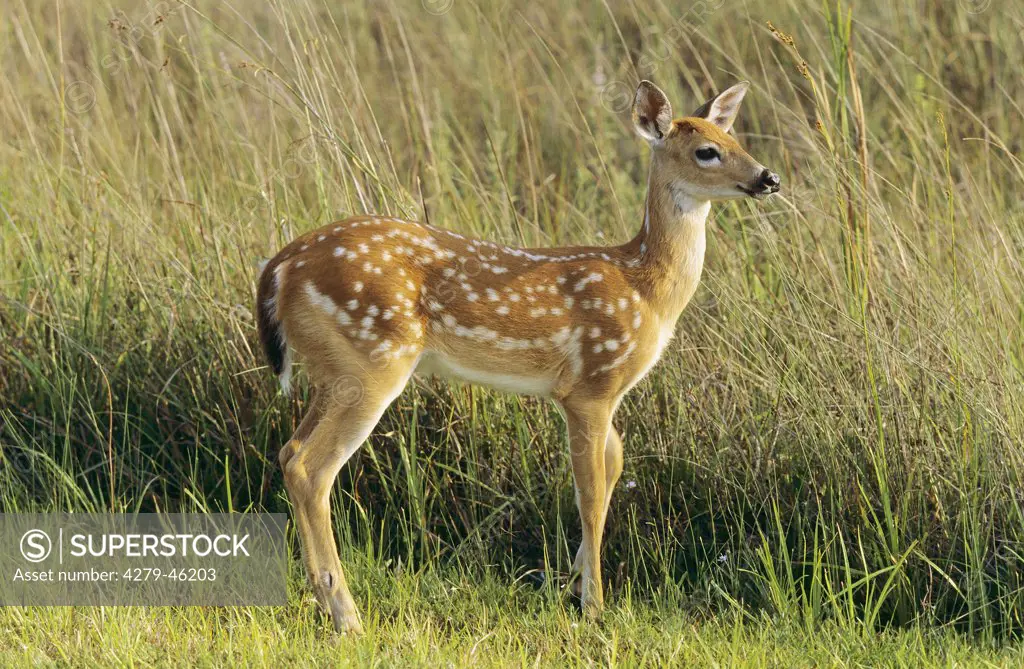 odocioleus virginianus, white-tailed deer