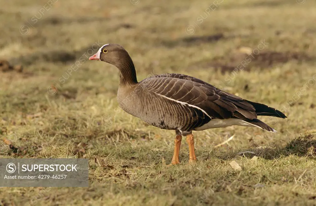 anser erythropus, lesser white-fronted goose
