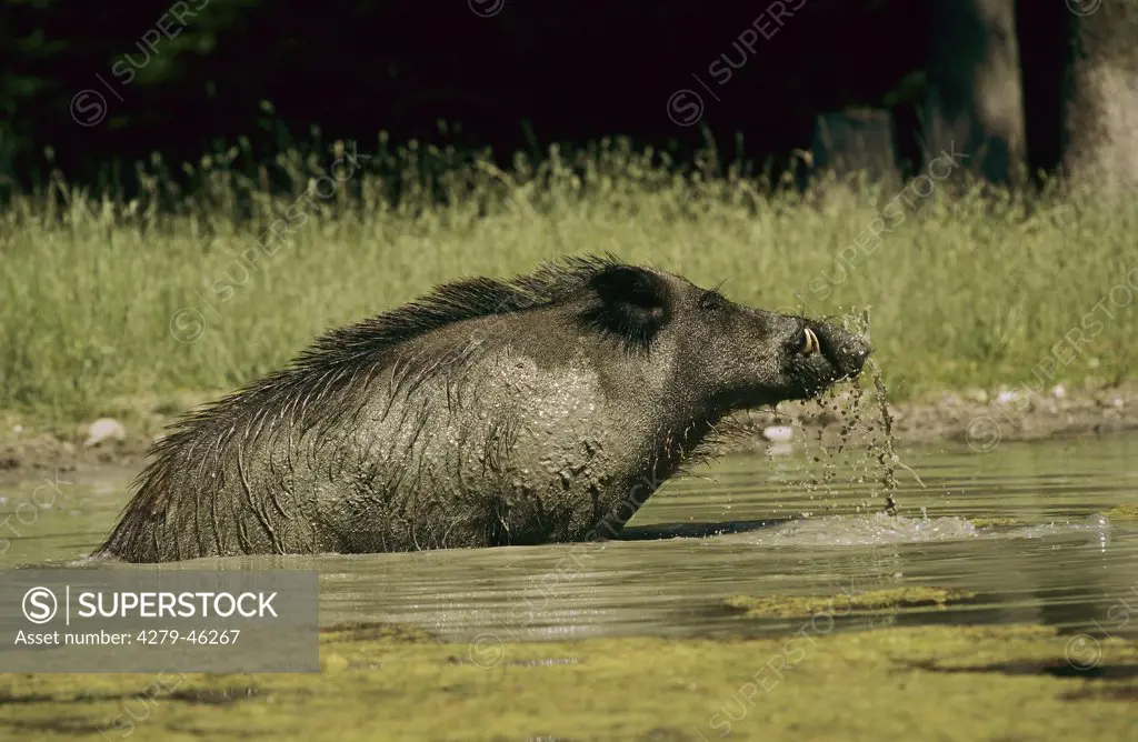 sus scrofa, wild boar in water