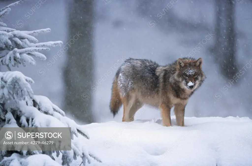 canis lupus, gray wolf in the snow