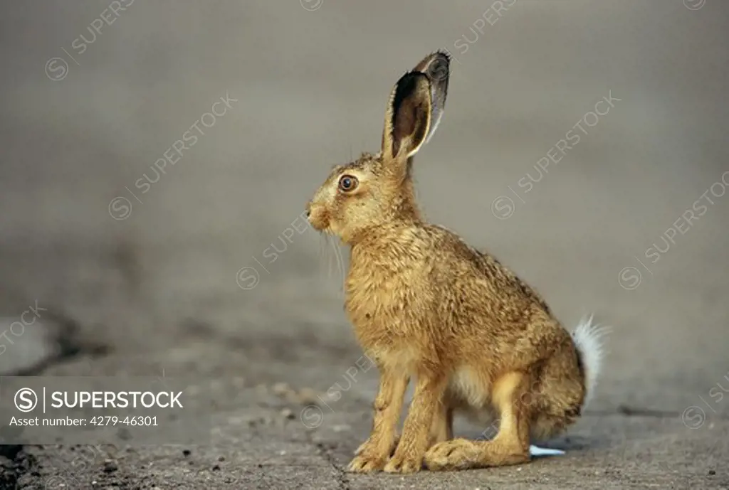 lepus Europaeus, European hare