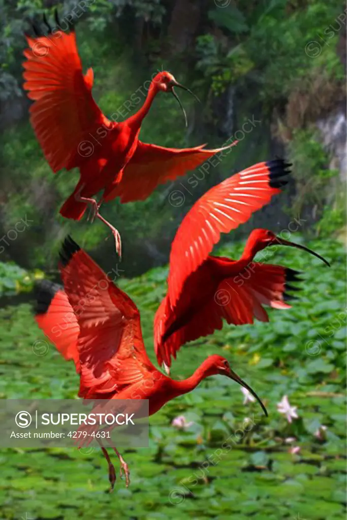 glossy ibis, Plegadis falcinellus