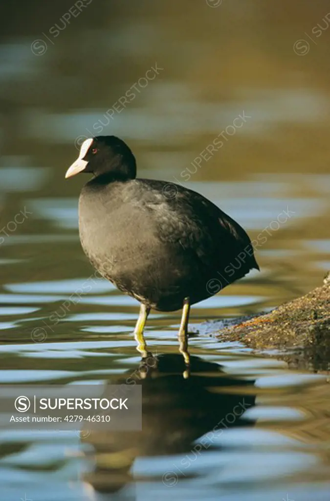 fulica atra, coot standing in water