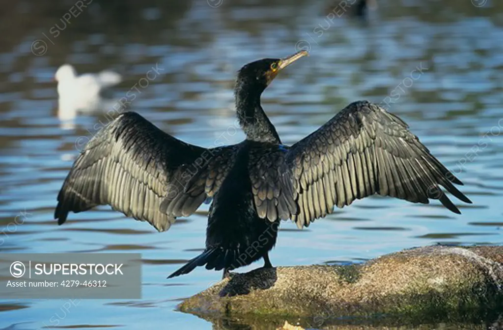 phalacrocorax carbo, cormorant