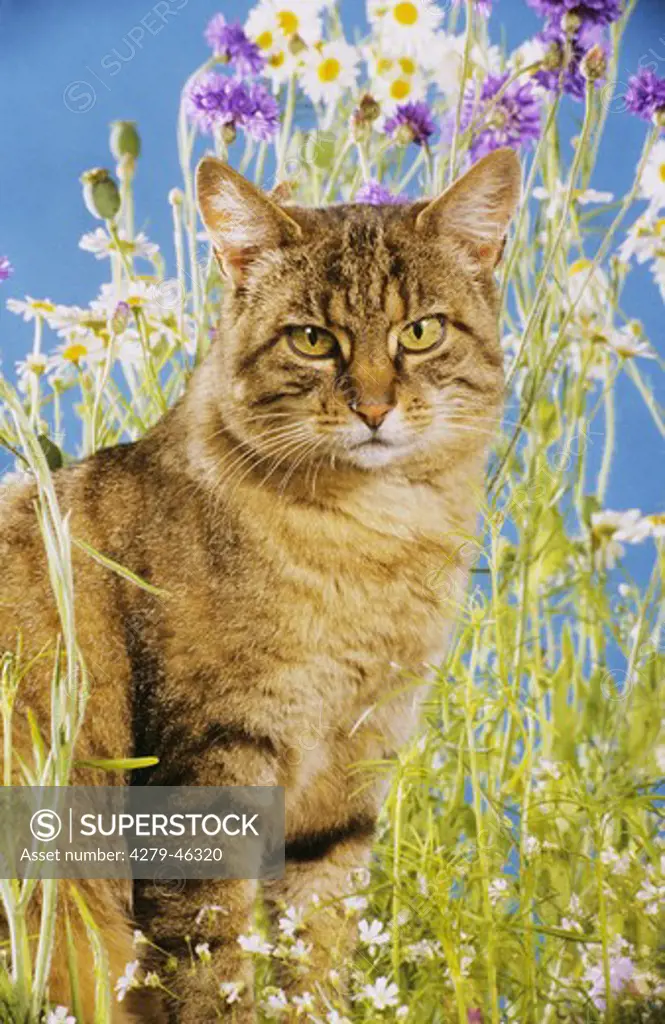 domestic cat with flowers