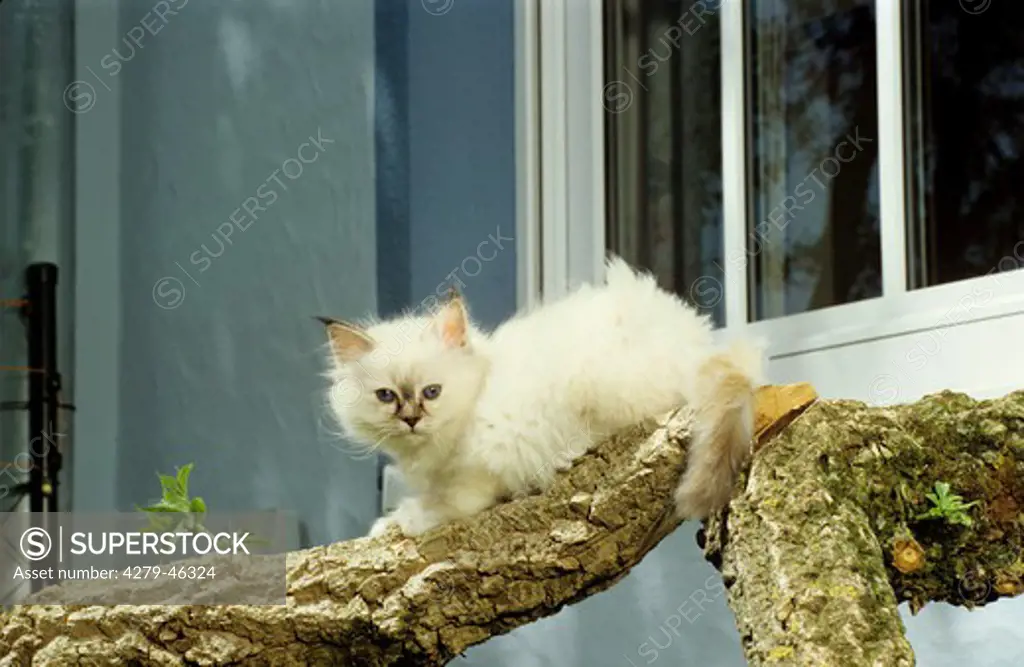 young Birman Cat, Sacred Cat of Burma on branch in front of a window