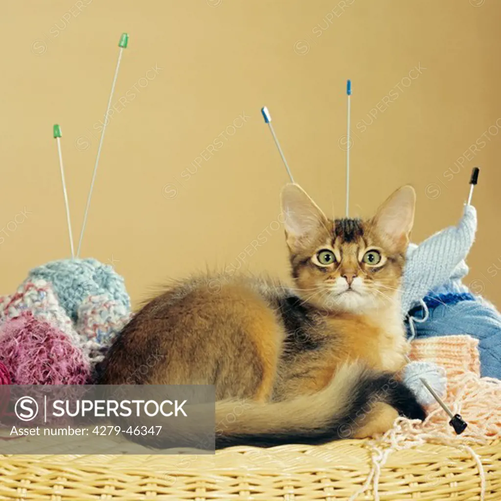 kitten on table with wool