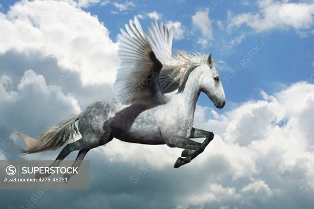 Pegasus '