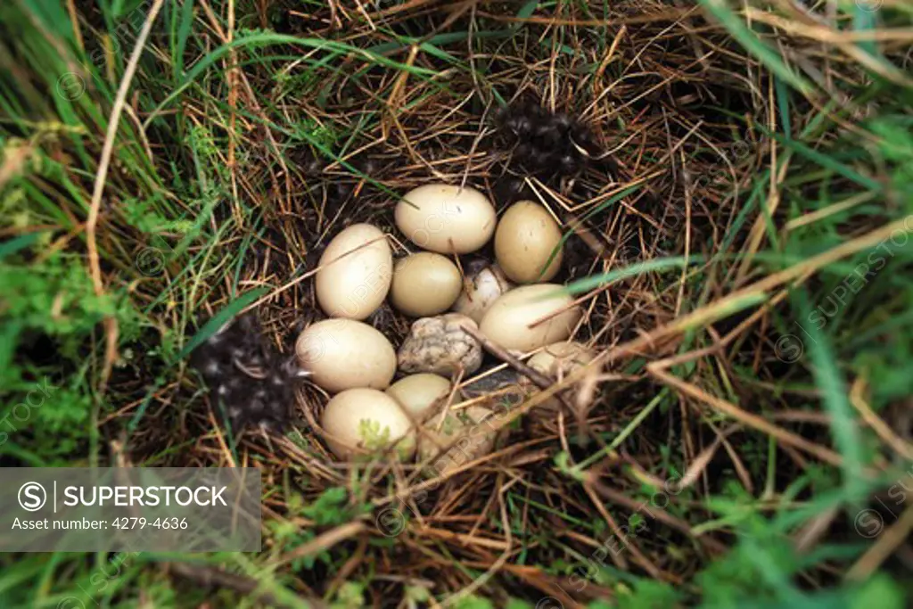 eggs of a Shoveler, Anas clypeata
