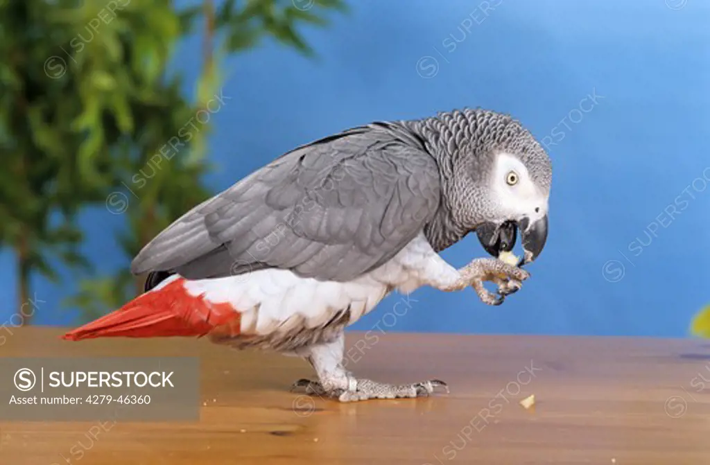 grey parrot - eating a nut , psittacus erithacus