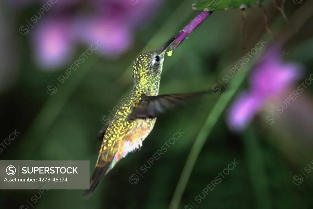 hellodoxa leadbeteri, violet fronted brilliant hummingbird