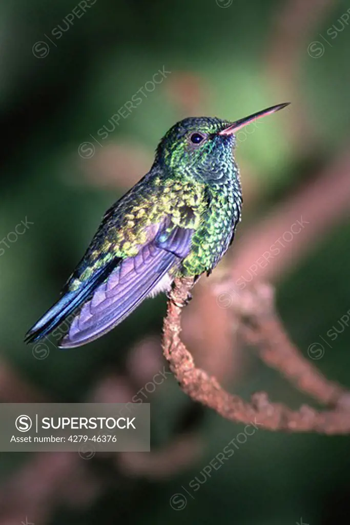 hylocharis leucotis, white-eared hummingbird