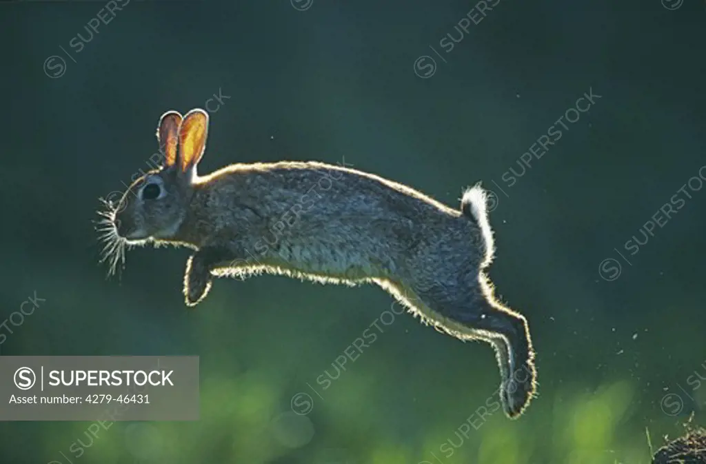 Old World rabbit jumping
