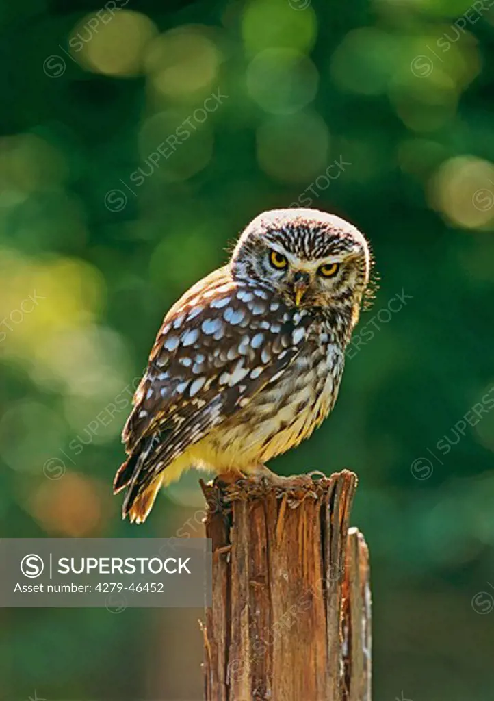 Athene noctua, little owl sitting on a post