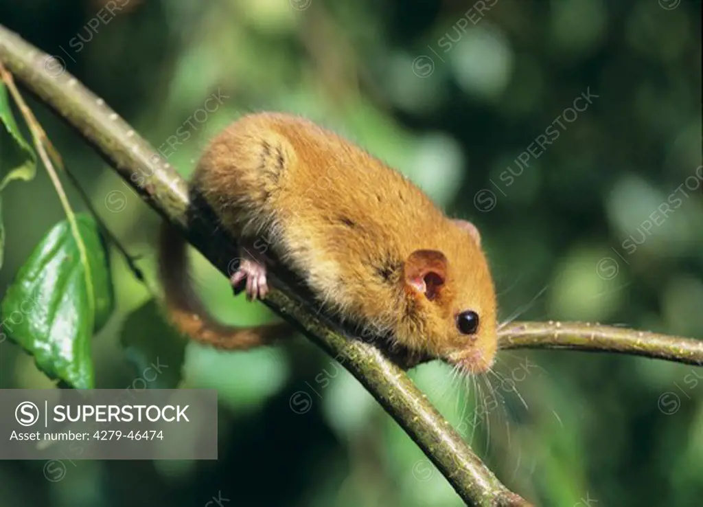 muscaridinus avellanarius, common dormouse, hazel mouse