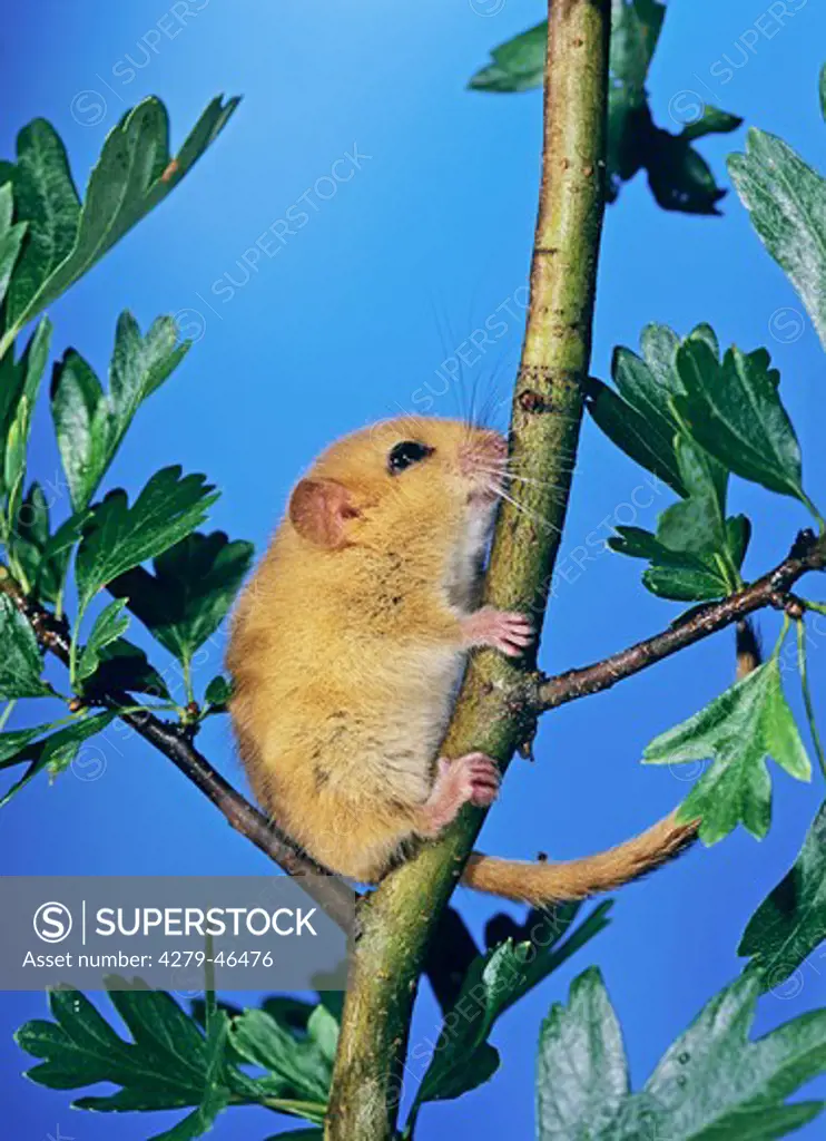 muscaridinus avellanarius, climbing common dormouse, hazel mouse