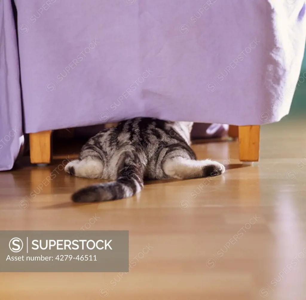 British Shorthair kitten under a tablecloth