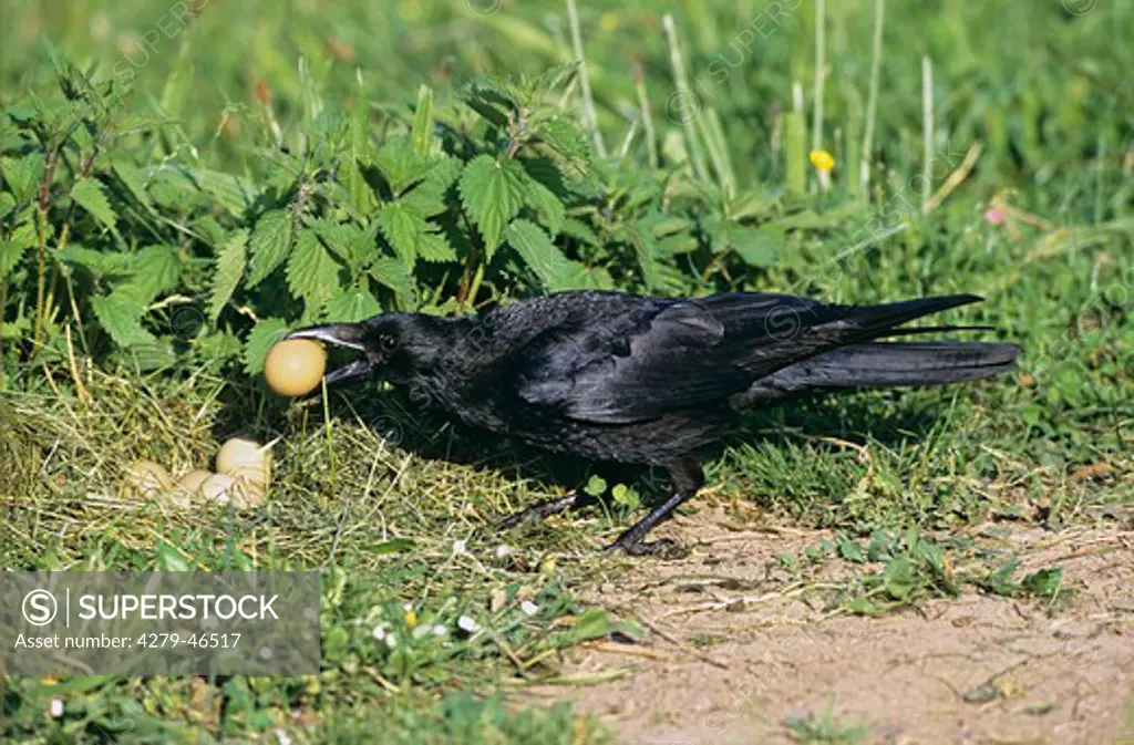 corvus corone, carrion-crow