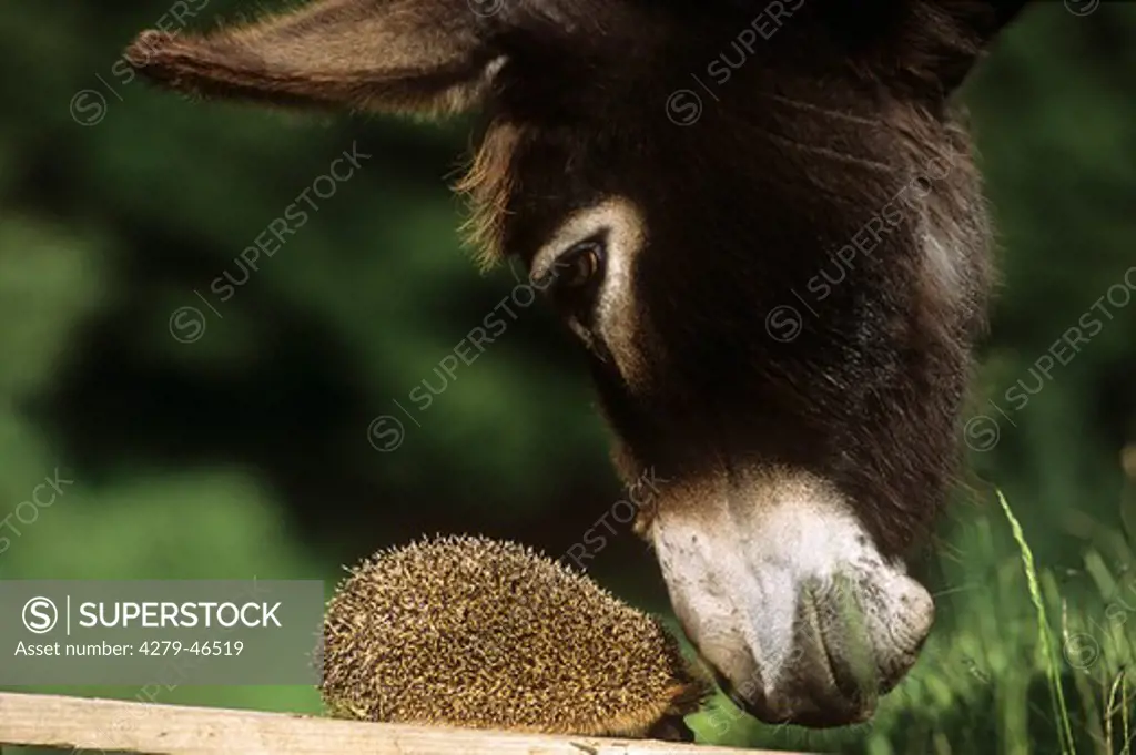 donkey is sniffing at hedgehog