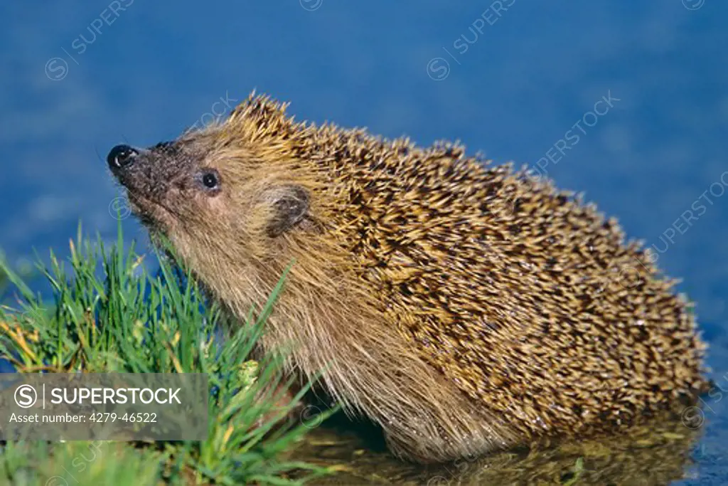 hedgehog leaving the water