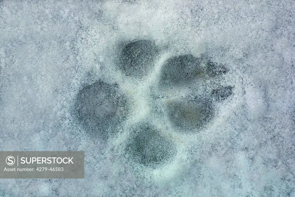 track of a dog