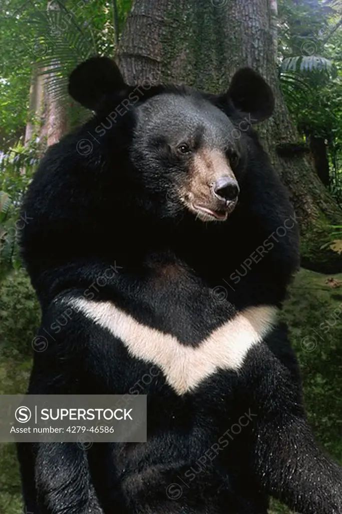 ursus thibetanus, Asiatic black bear, Himalayan b., Tibetan b.