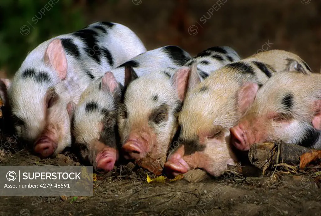 five pig cubs