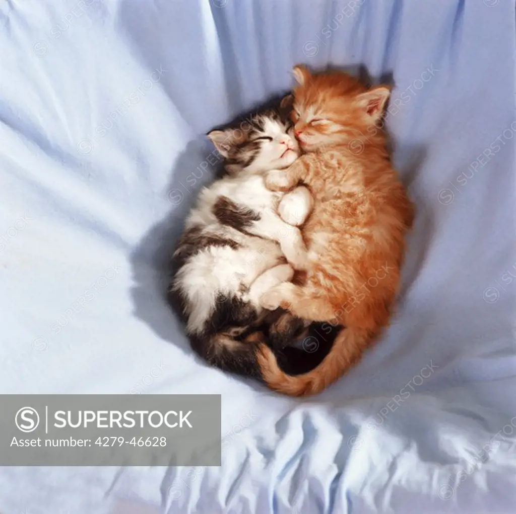 two British shorthair cats kitten - sleeping