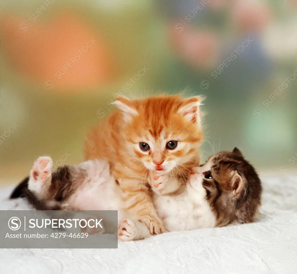 two playing kitten