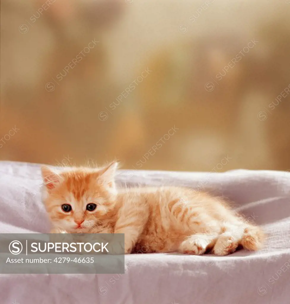 kitten - lying on cover