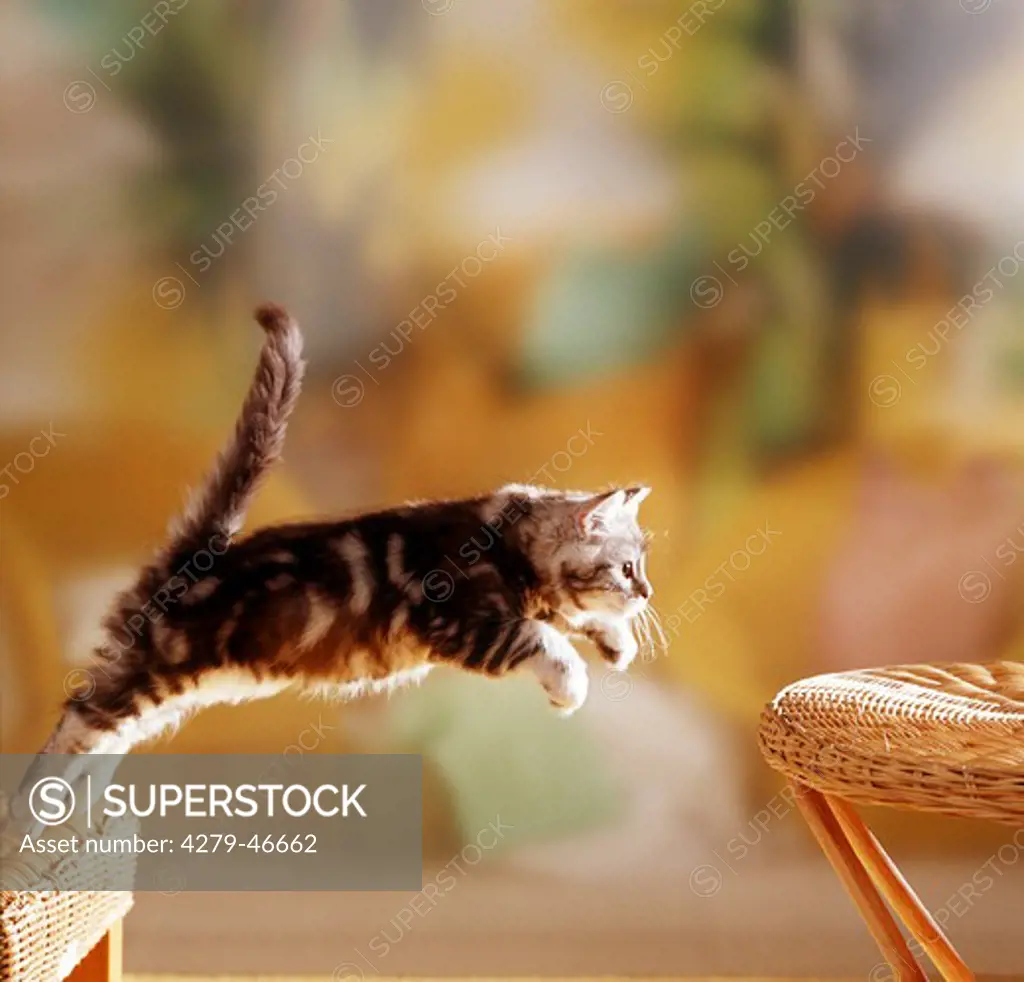 British shorthair kitten jumping