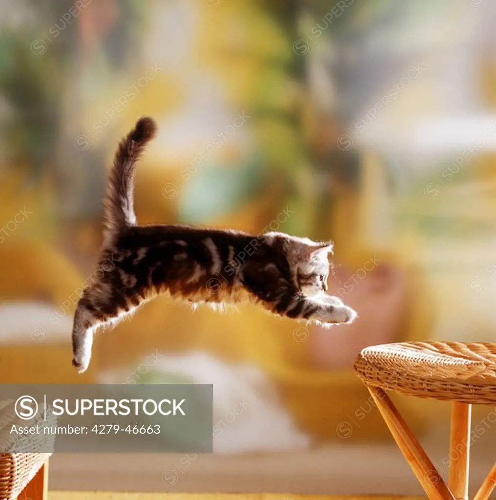 jumping British shorthair kitten